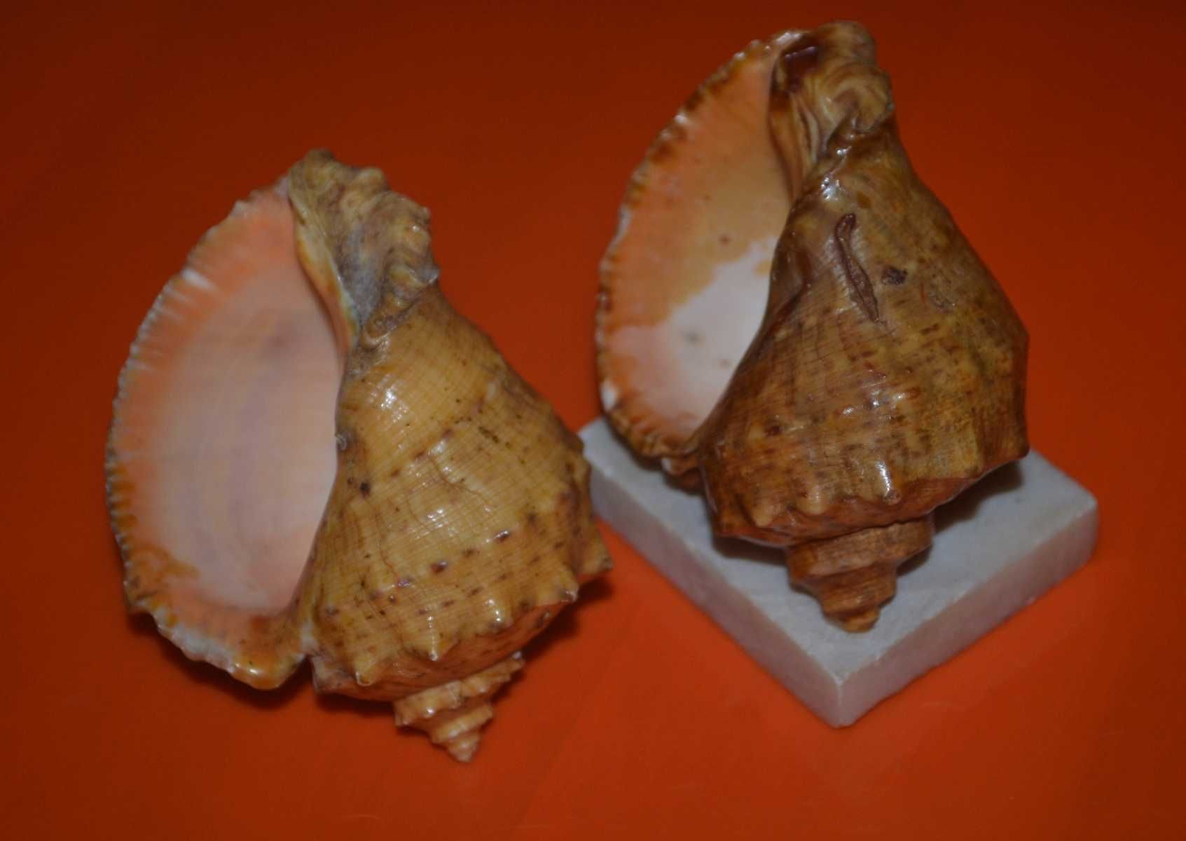 Мушлі / раковина рапана СРСР