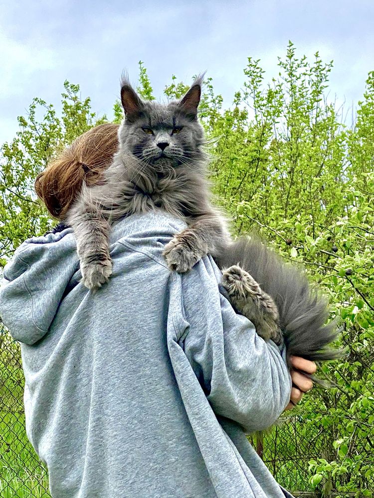 Мейн кун подрощенная голубая девочка