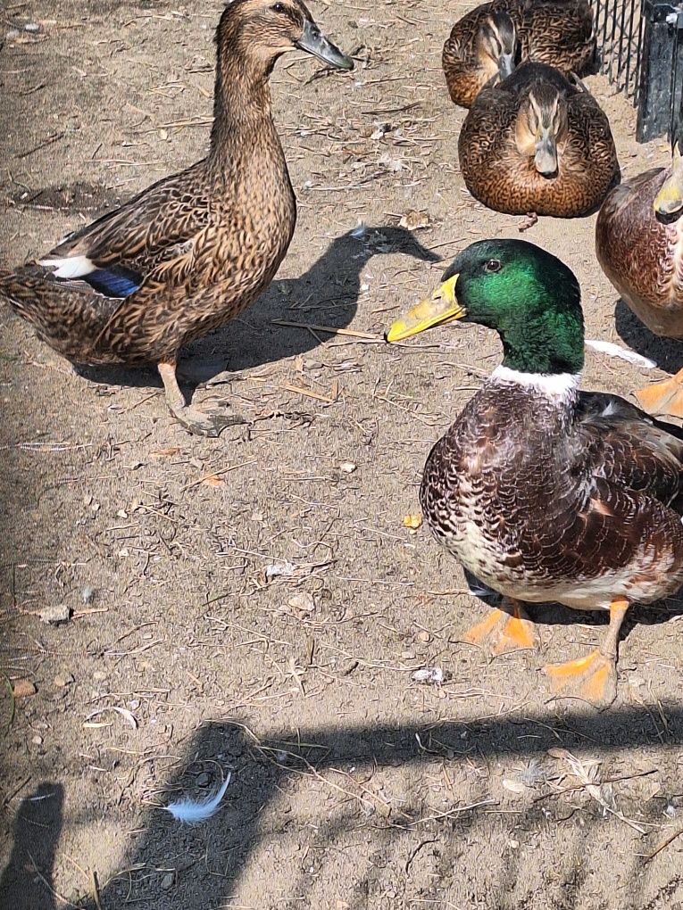 Jaja jajka kaczki pekin staropolska biegus dworka ruanska francusk kho