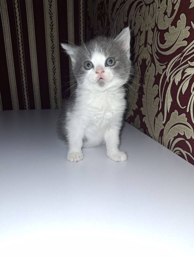 Продам маленьких котят