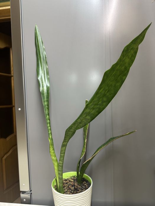 Сансевієрія аубрутіана муншайн бразиліан крокодайл рок