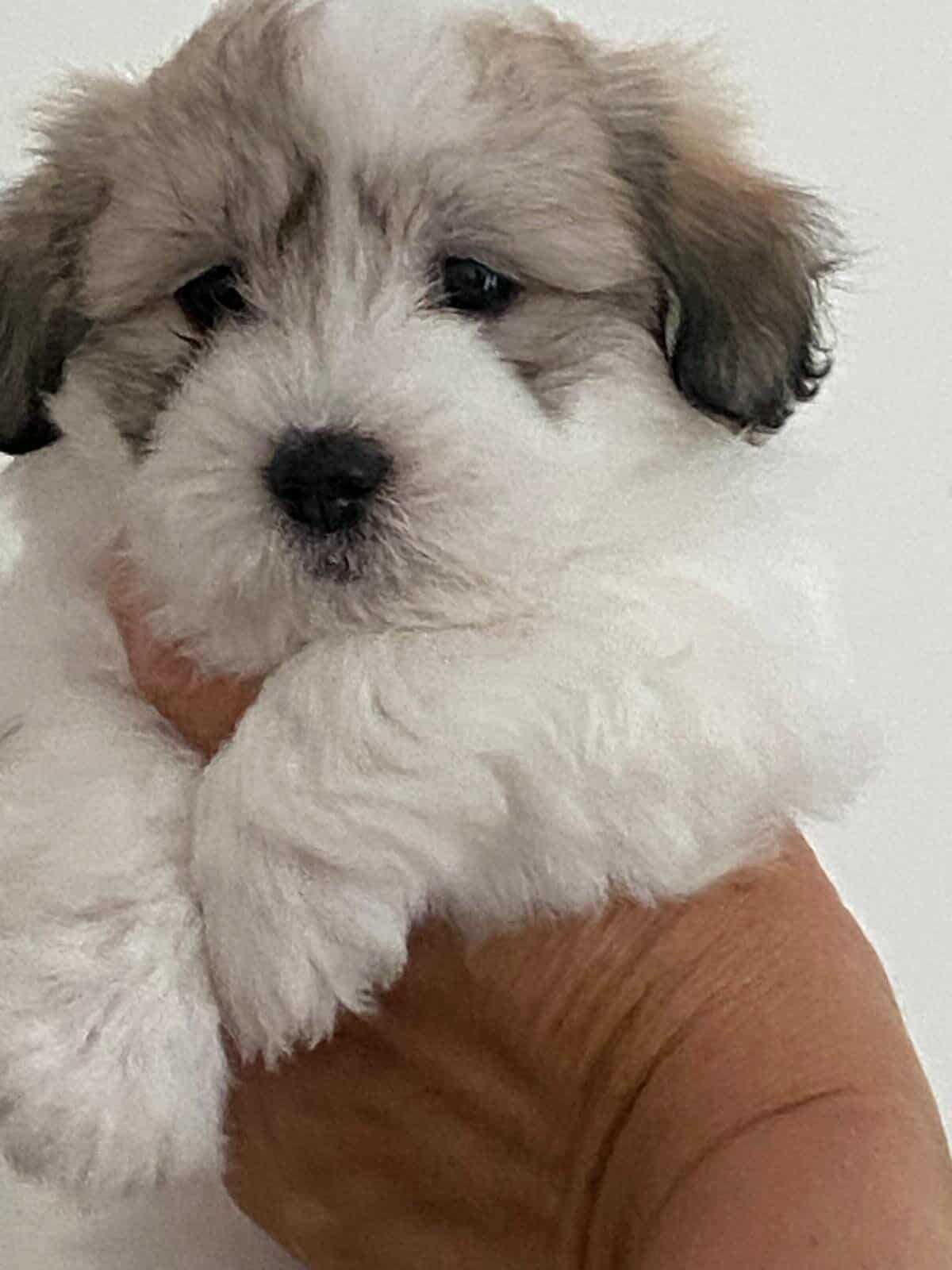 Szczeniak Coton de Tulear