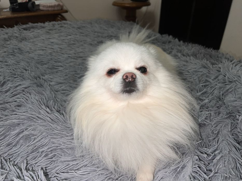 Вʼязка шпіц  білий