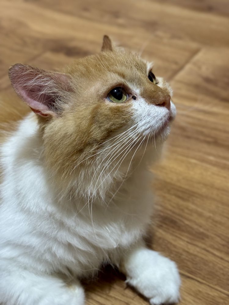 Котик шукає родину
