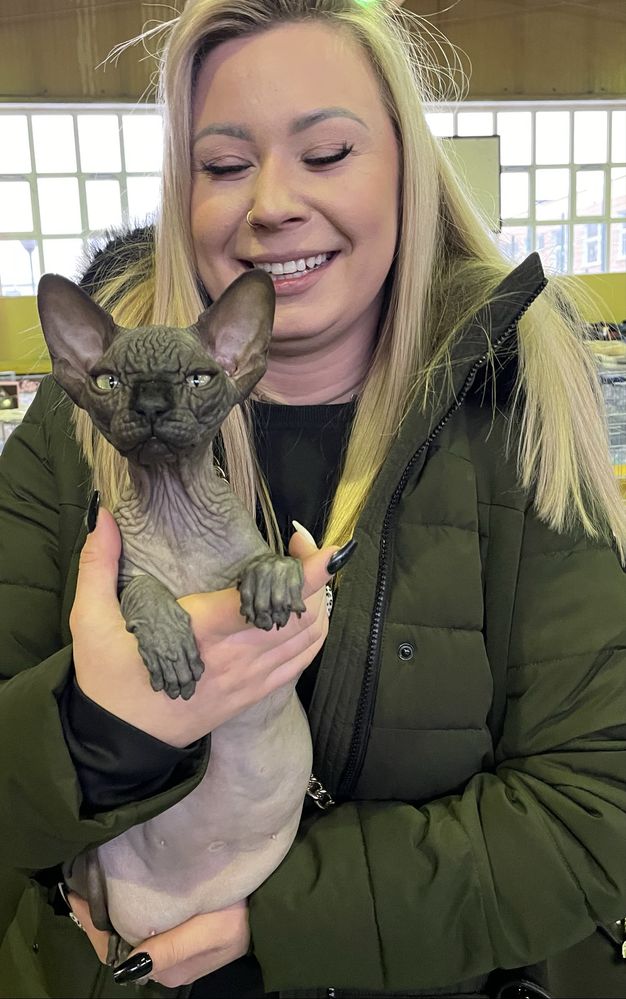 Wyjątkowa czarna mega ZMARSZCZKI • Kotka Sphynx Jagódka • GrandFaraon