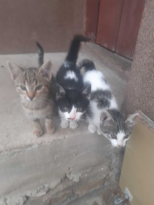 Oddam kotki w dobre ręce