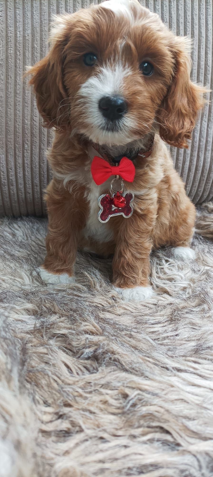 Cavapoo F1B Cavapoo&Pudel Miniaturowy