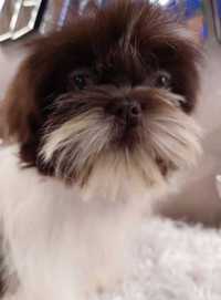 Armani  shih -tzu czekoladowy !