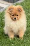 Szpic miniaturowy Pomeranian