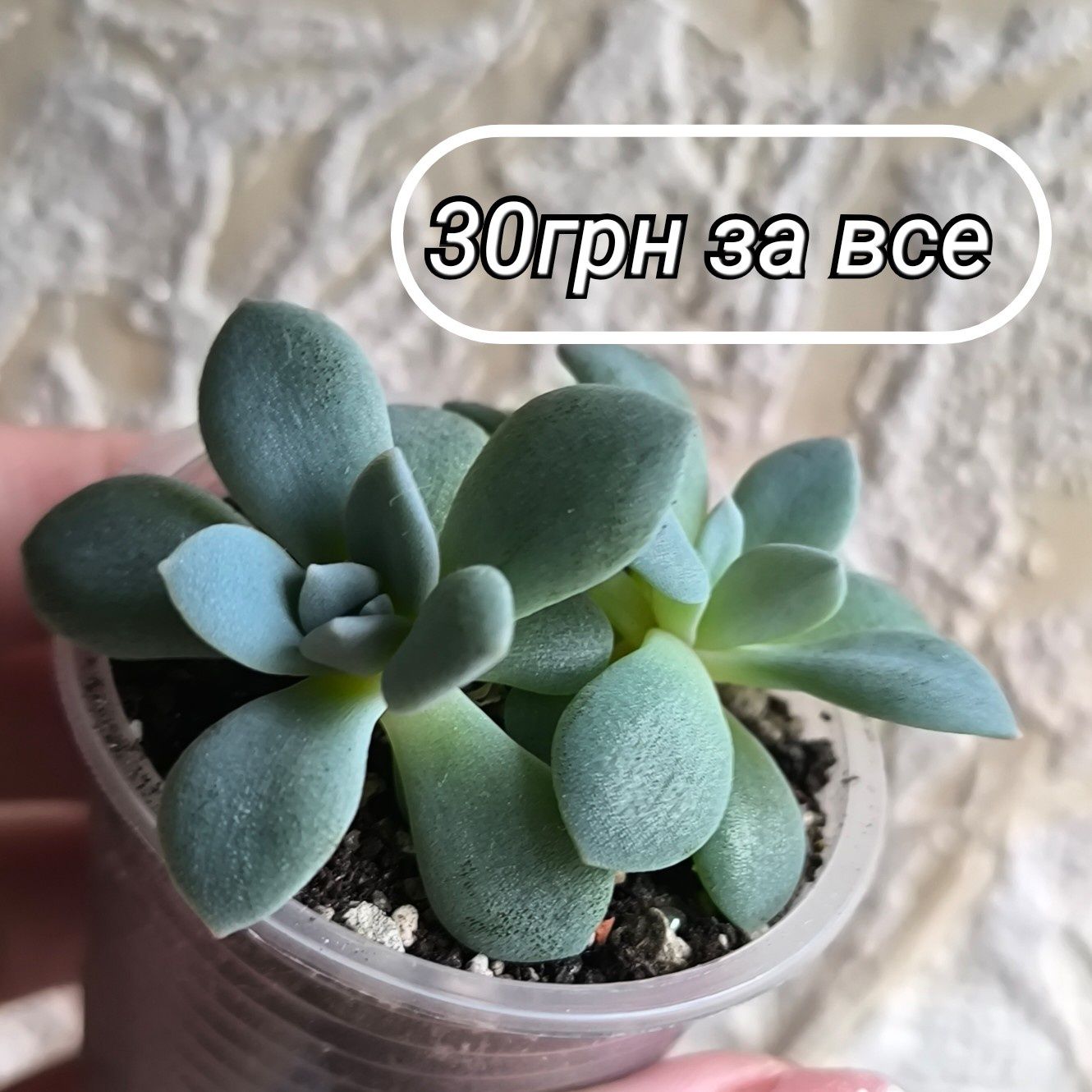 Комнатные растения кімнатні рослини хавортія красула сукуленти