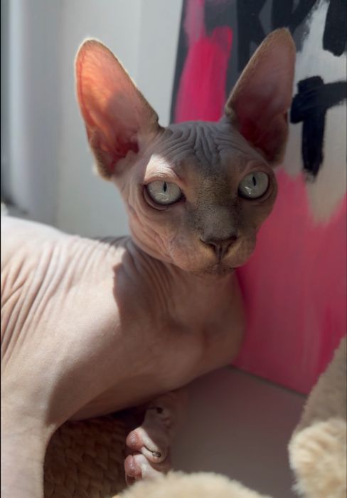 Канадський сфінкс