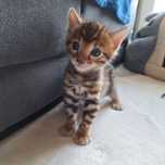 Koty bengalskie do rezerwacji