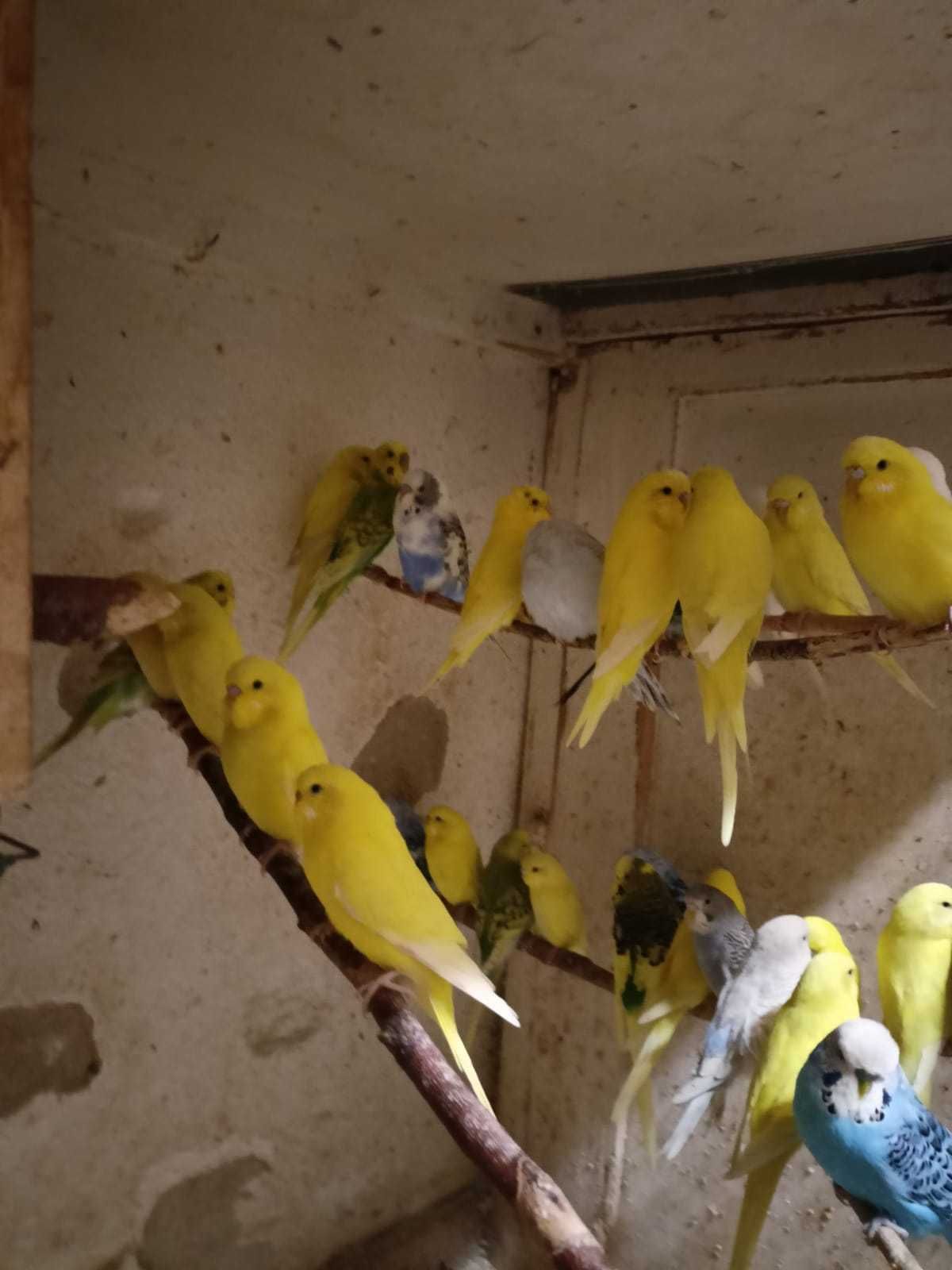 Papugi i kanarki