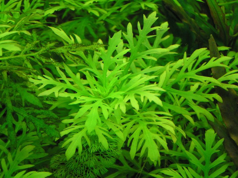 Hygrophila difformis – planta para aquário