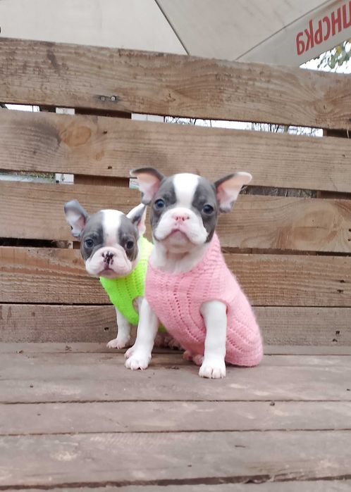 Мальчик и девочка французики