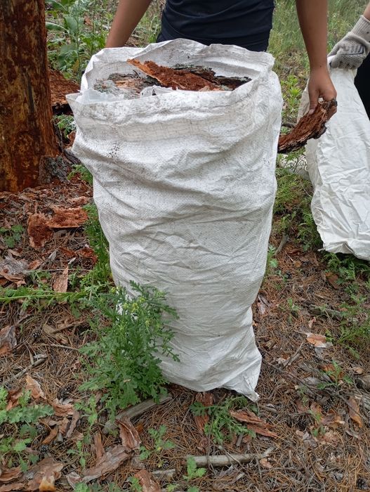 Продам соснову кору