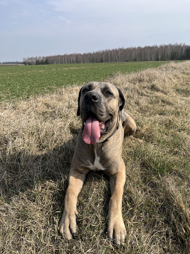 Oddam 2 letniego psa rasy Cane Corso