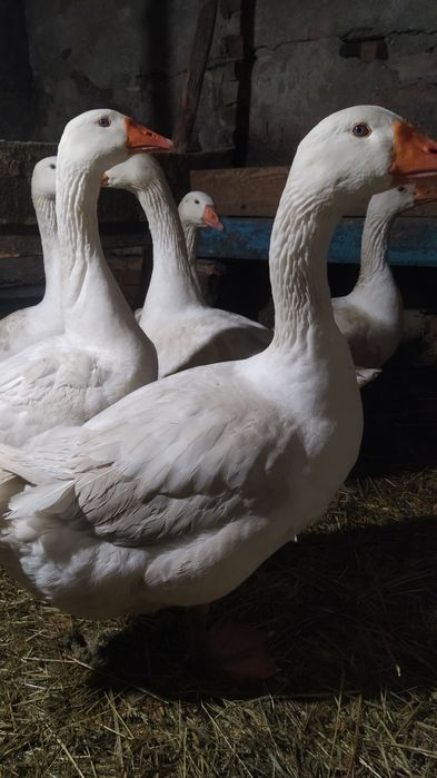 Гуси Мамути молоді і торішні