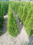 LIKWIDACJA PLANTACJI Tuja Szmaragd 180-200 cm - 85zł