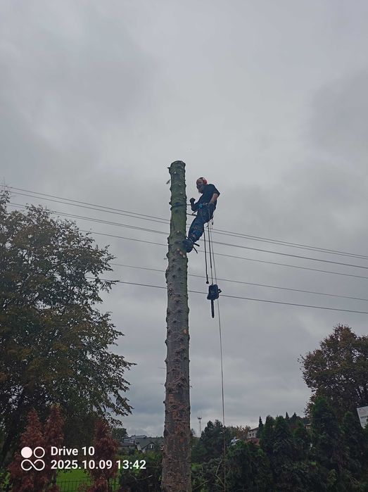 Drwal, Wycinka alpinistyczna, mulczowanie