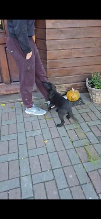 Oddam szczeniaka suczka