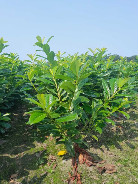 Prunus! 120,150,180+ cm! Novita! Etna! Laurowiśnia wschodnia! Sadzimy!