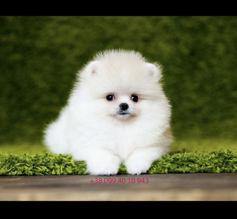 Exclusive SUPER VIP щенки померанские шпицы. Белый щенок шпиц мишка