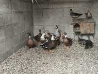 Patos real alecrim