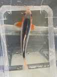 Carpa Koi - Seleção Asagi 15/18cm