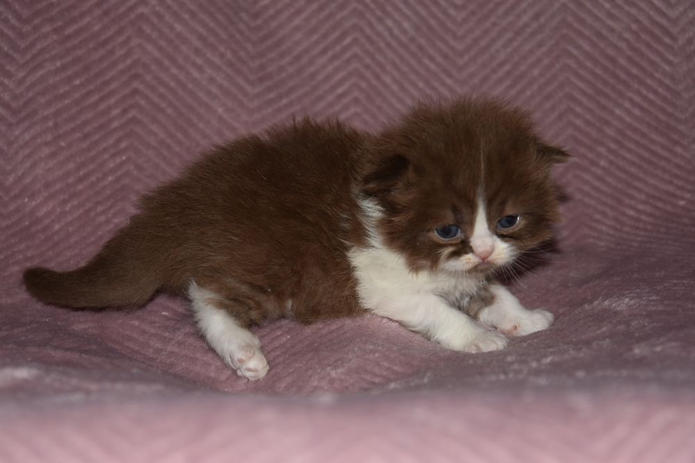 Kotka Brytyjska Długowłosa czekoladowa