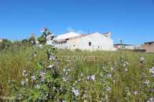 Quinta