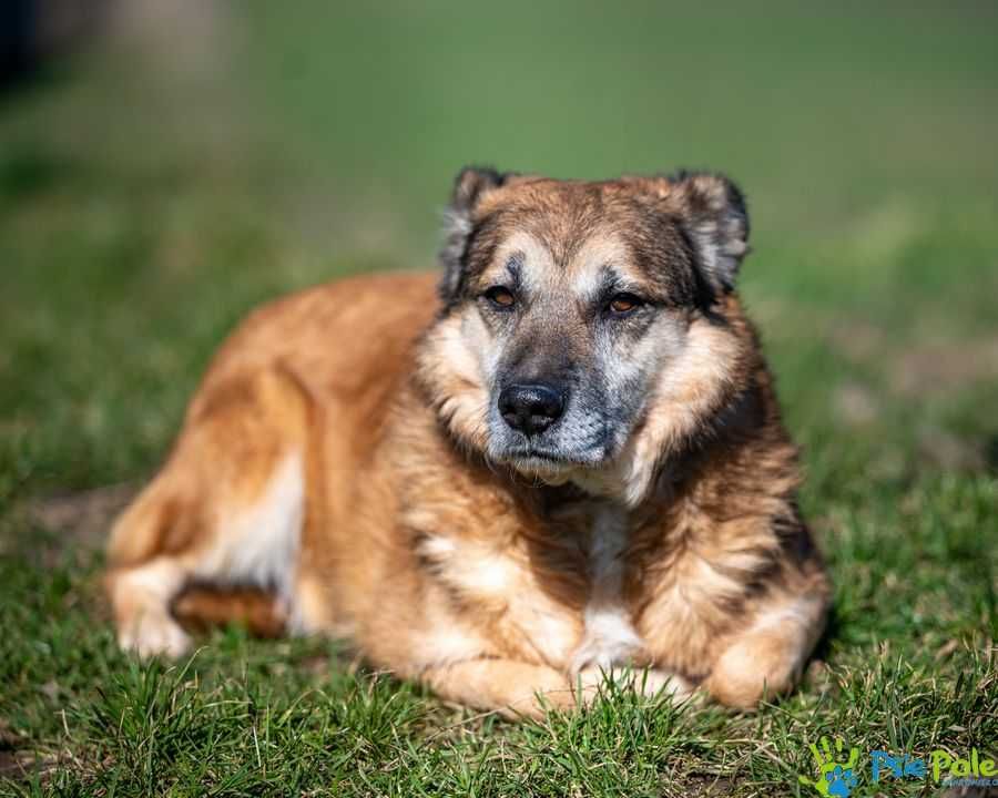 Parker - nieśmiały, wystraszony, łagodny psiak SCHRONISKO