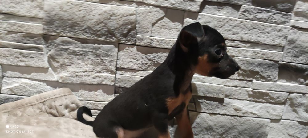 Pinczer miniatura z metryką