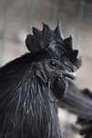 Ayam Cemani  (galinha 100% preta)