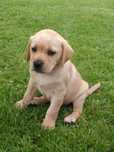 Labrador Retriever suczka