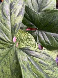 Syngonium mottled mohito ogromne liście