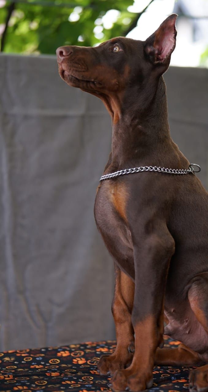 Doberman europejski chlopiec 4 miesiace FCI