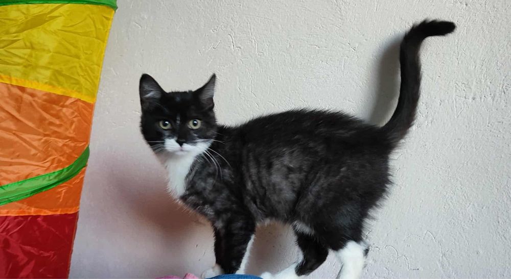 Przystojny młody kawaler do adopcji