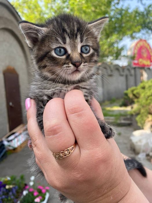 Кошенята шукають дім