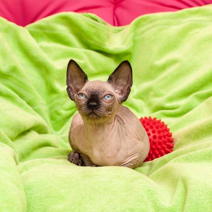 Кошенята канадський сфінкс