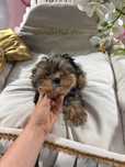 York Yorkshire Terrier słodki chłopczyk Czarno złoty gotowy do odbioru
