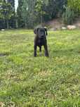 Dog niemiecki piesek czarny