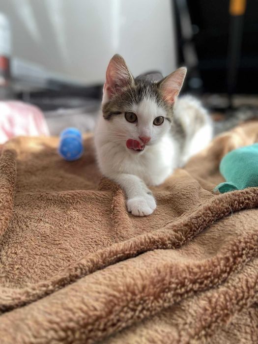 Mała Marcelina czeka na domek