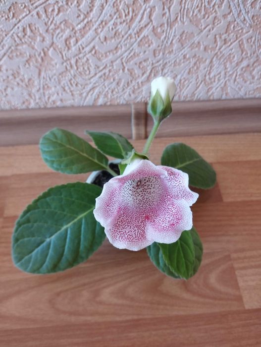 глоксинии,комнатный цветущий