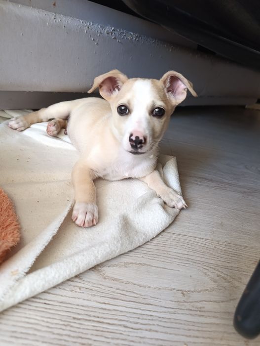 Метис джек-рассела бесплатно