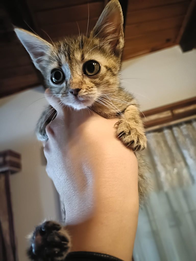 Gatinhos bebes para adoção