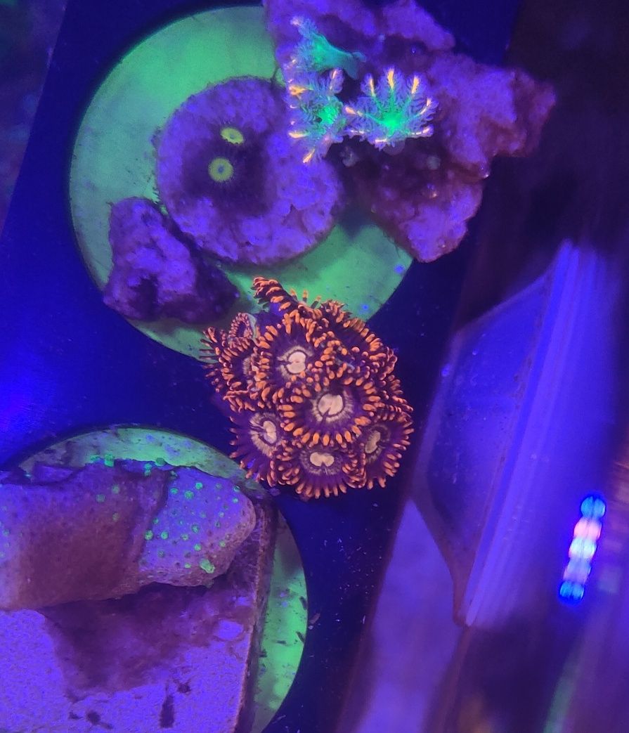 Zoa Red Horizon koral