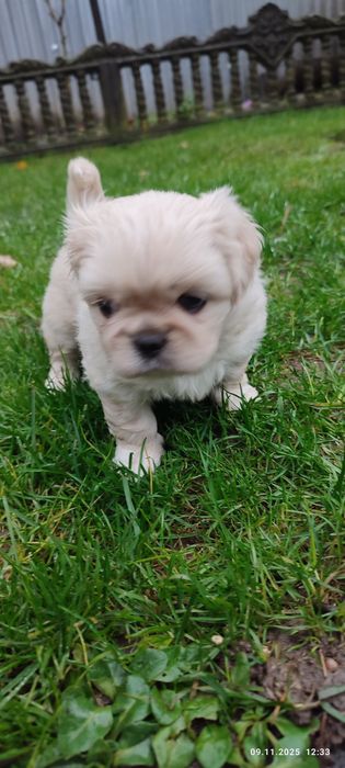 Продам собачки королівського пекінеса