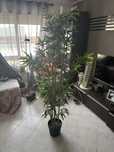 Planta Bamboo ikea