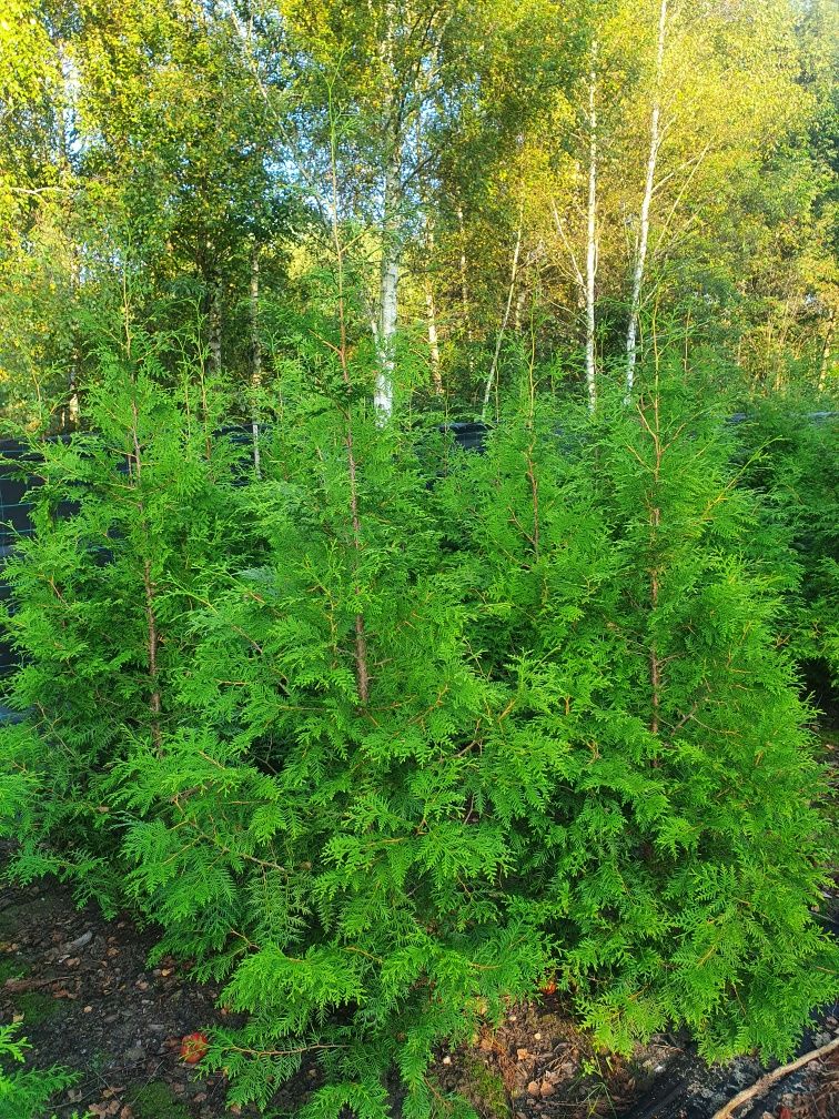 Promocja Thuja Brabant 180-240 cm tuja 2m Aureospicata